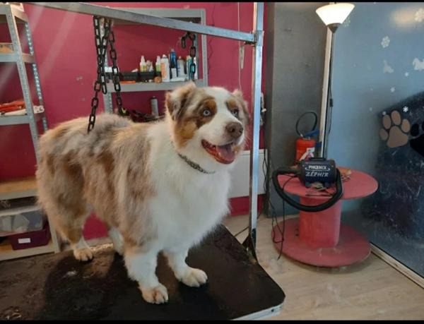 À vendre – Salon de toilettage canin et félin au cœur de Questembert