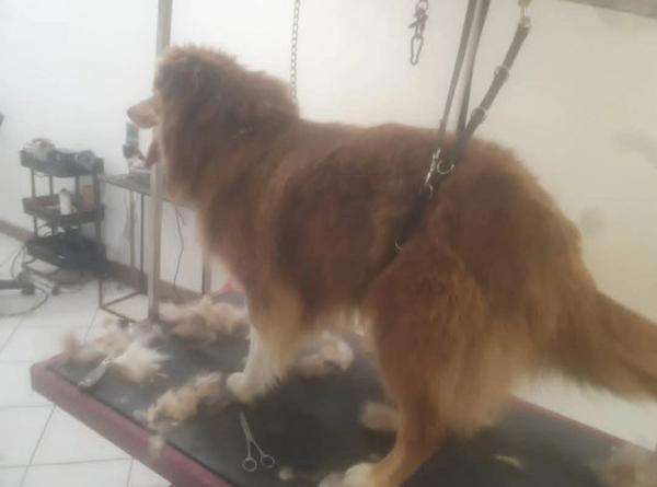 À vendre – Salon de toilettage canin et félin au cœur de Questembert