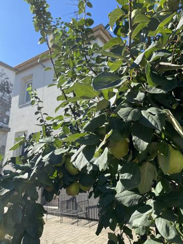 Appartement rez -de-jardin à Mulhouse
