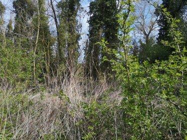 Terrain de loisirs - Bois - Etang à vendre à Thun-Saint-Martin dans le Nord (59141), ref : 59084-1559