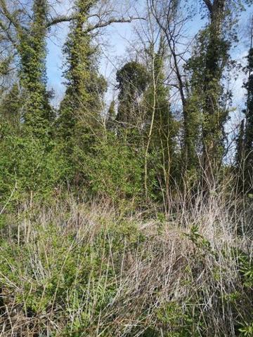 Terrain de loisirs - Bois - Etang à vendre à Thun-Saint-Martin dans le Nord (59141), ref : 59084-1559