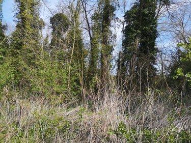 Terrain de loisirs - Bois - Etang à vendre à Thun-Saint-Martin dans le Nord (59141), ref : 59084-1559