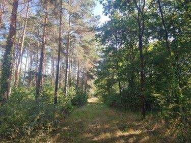 Terrain de loisirs - Bois - Etangs à vendre à Veilleins dans le Loir-et-Cher (41230), ref : 41036/3088 Campagne