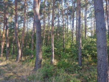 Terrain de loisirs - Bois - Etangs à vendre à Veilleins dans le Loir-et-Cher (41230), ref : 41036/3088 Campagne