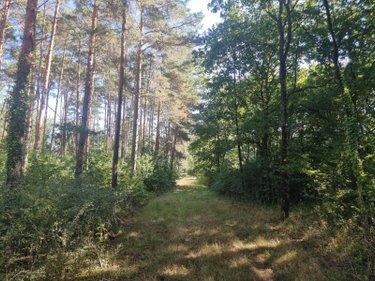 Terrain de loisirs - Bois - Etangs à vendre à Veilleins dans le Loir-et-Cher (41230), ref : 41036/3088 Campagne