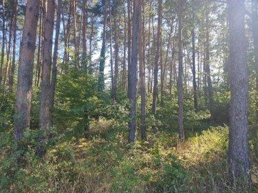 Terrain de loisirs - Bois - Etangs à vendre à Veilleins dans le Loir-et-Cher (41230), ref : 41036/3088 Campagne