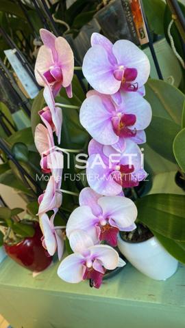 Votre magasin de fleurs aux portes de Moret-Loing-sur-Loing