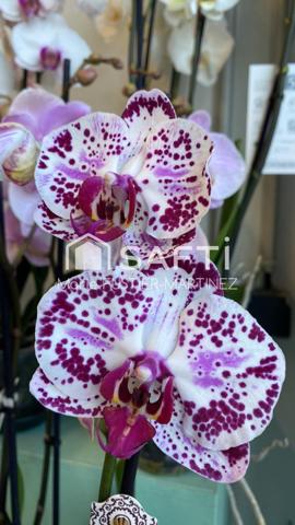 Votre magasin de fleurs aux portes de Moret-Loing-sur-Loing