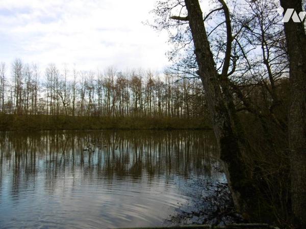 Etang et Bois -  HARLY