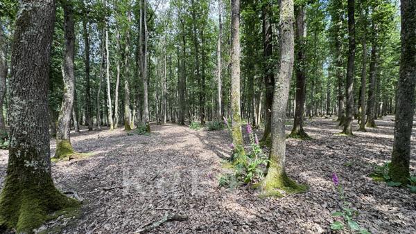 Château avec parc de 30 ha