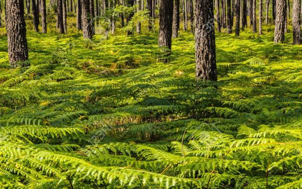 Maison à vendre    6 pièces • 175 m2 Soorts-Hossegor