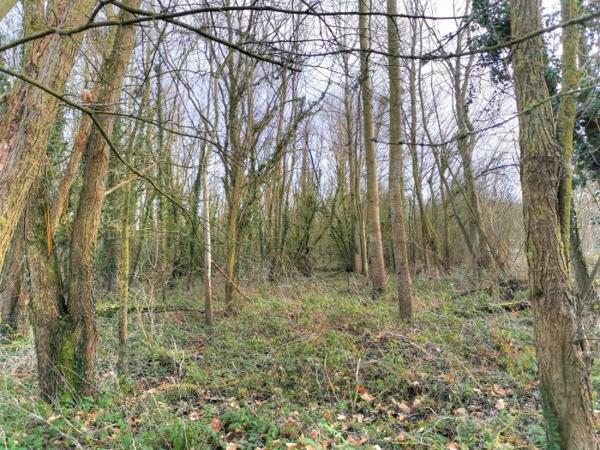 Terrain Forêt Lamballe-Armor 01 ha 40 a