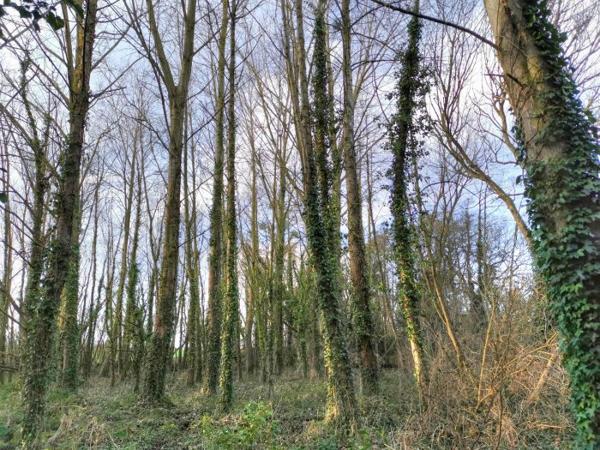 Terrain Forêt Lamballe-Armor 01 ha 40 a