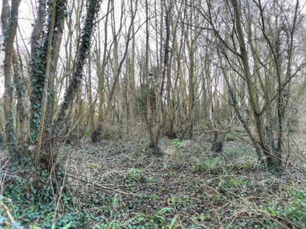 Terrain Forêt Lamballe-Armor 01 ha 40 a