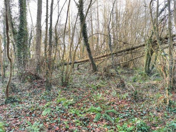 Terrain Forêt Lamballe-Armor 01 ha 40 a
