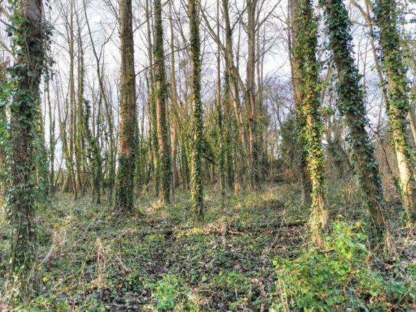 Terrain Forêt Lamballe-Armor 01 ha 40 a