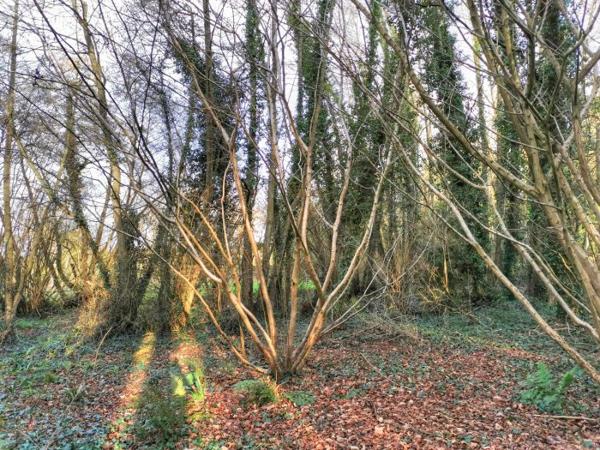 Terrain Forêt Lamballe-Armor 01 ha 40 a
