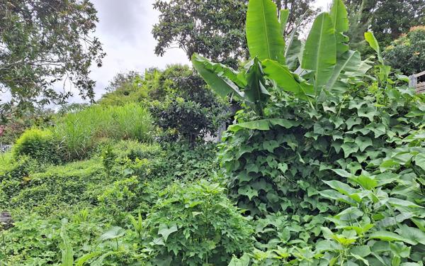 Maison à vendre    3 pièces •  Cilaos