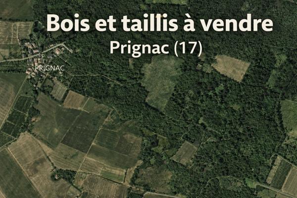 Bois & taillis – Environ 1 hectare – Prignac