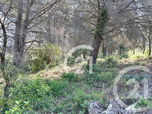 Terrain à vendre  10300 m2 LLAURO - 66