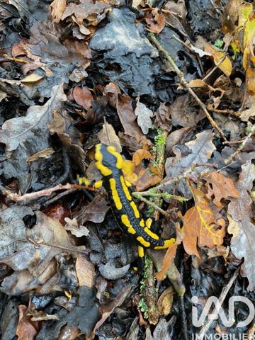 Terrain à vendre 3 340 m² Montrevault-sur-Èvre