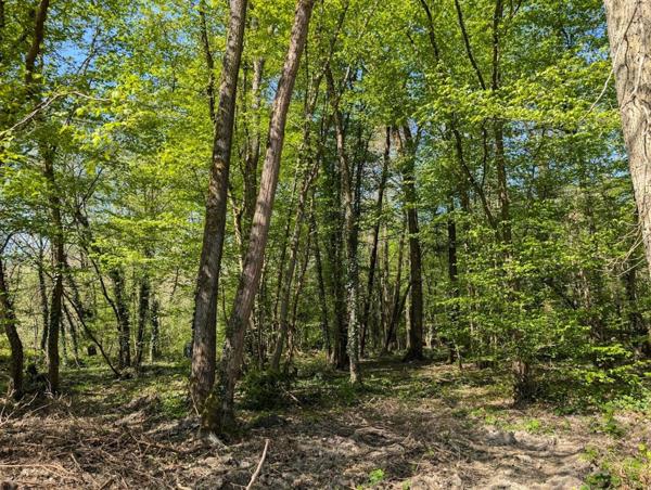 En exclusivité OPPORTUNITE RARE sur la commune de Guignes (77390). Plus de 7200 m² de terrain boisé.