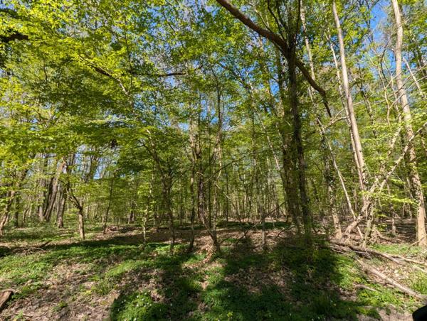 En exclusivité OPPORTUNITE RARE sur la commune de Guignes (77390). Plus de 7200 m² de terrain boisé.