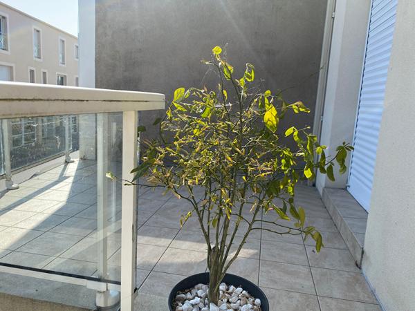 Ensemble immobilier - 2 appts T2 + garage