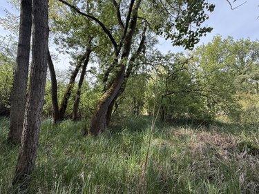 Terrain de loisirs - Bois - Etang à vendre à Daours dans la Somme (80800), ref : 80121-2853