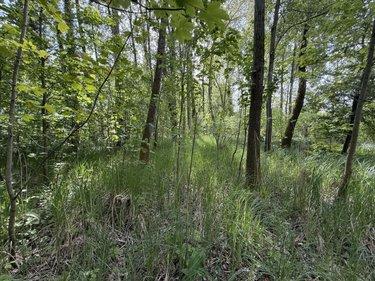 Terrain de loisirs - Bois - Etang à vendre à Daours dans la Somme (80800), ref : 80121-2853