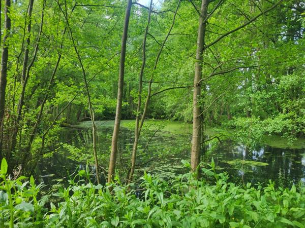 Terrain de Loisirs avec ETANG et bois à vendre GLENAY (79) 4985 m²