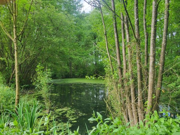 Terrain de Loisirs avec ETANG et bois à vendre GLENAY (79) 4985 m²