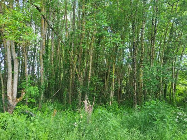 Terrain de Loisirs avec ETANG et bois à vendre GLENAY (79) 4985 m²