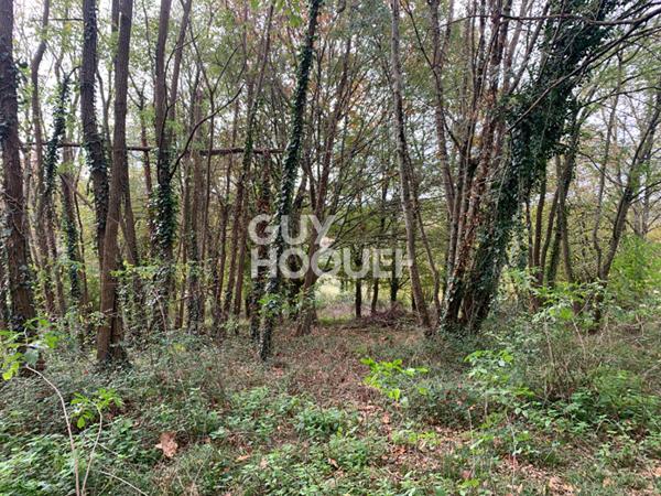 Maison à rénover avec terrain arboré de plus d'un hectare