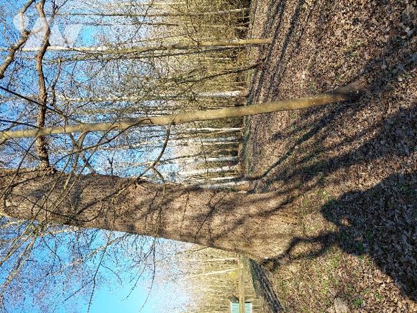 Une parcelle de terrain avec étang, 
Idéal pour pêcheur.