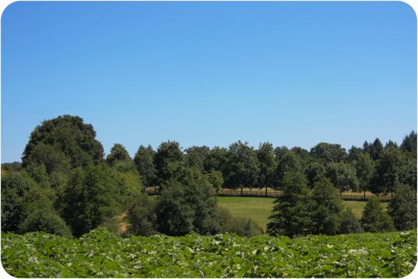 Dpt Dordogne (24), à vendre proche THIVIERS propriété équestre 37 hectares, Demeure, Dépendances, Etang, Prés clos.