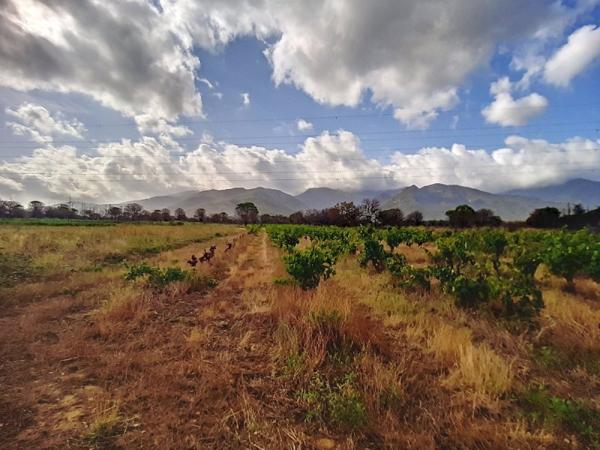 Vente / Terrain agricole