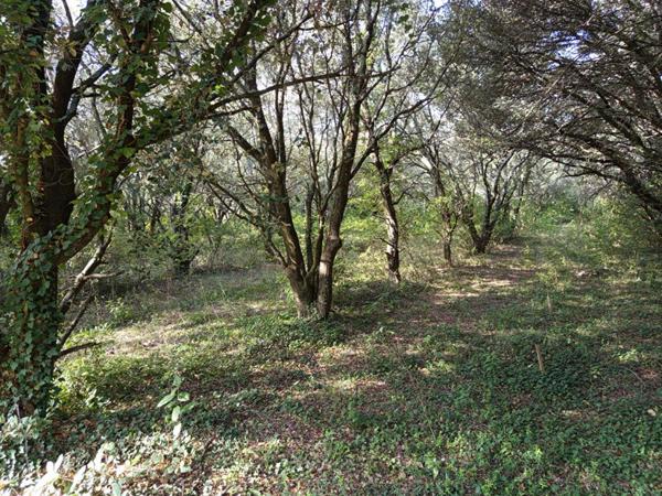 Ferme à rénover 370m² potentiel habitable sur terrain de 44 500m², Montségur sur lauzon 349 000HAI