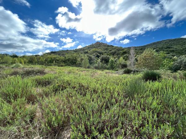 TAILLIS DE 3 HECTARES