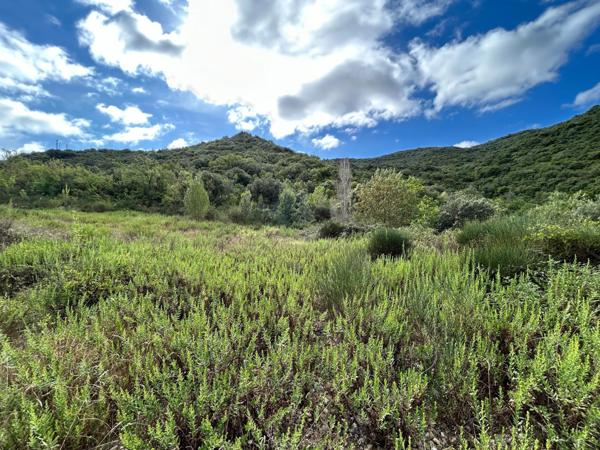 TAILLIS DE 3 HECTARES