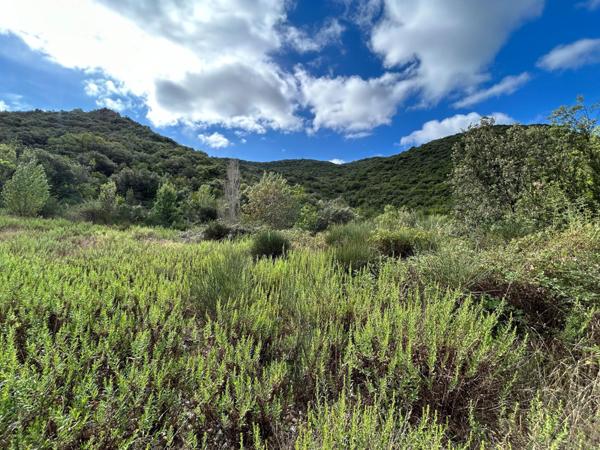 TAILLIS DE 3 HECTARES