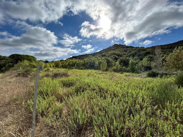 TAILLIS DE 3 HECTARES