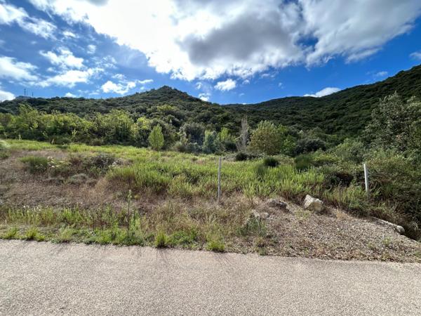 TAILLIS DE 3 HECTARES