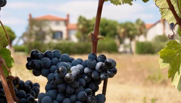 EXCEPTIONNEL DOMAINE VITICOLE VUE MER ET MONTAGNE