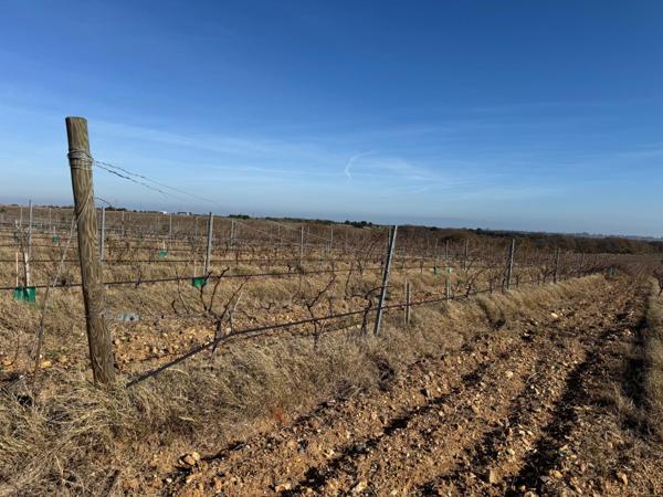 EXCEPTIONNEL DOMAINE VITICOLE VUE MER ET MONTAGNE