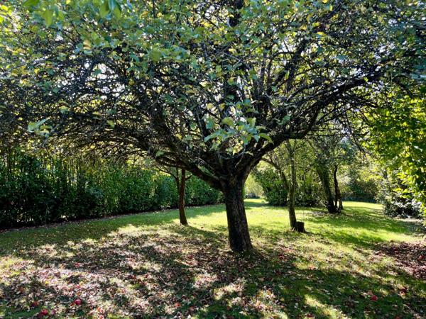 Maison T3 sur sous sol , 19 ares de terrain avec hangar