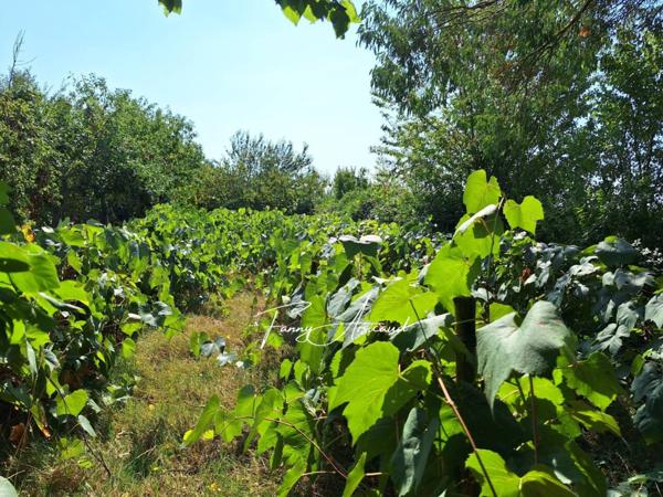 Maison à vendre 12 pièces de 278 m²