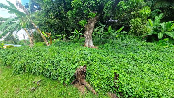 Terrain à LE LAMENTIN (97232)
