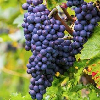 Vente murs / Château / Domaine