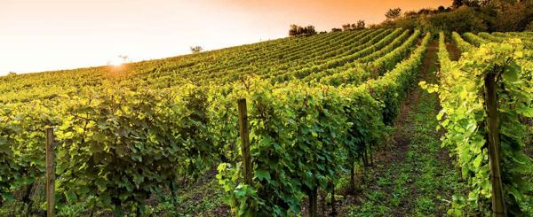 Vente murs / Château / Domaine